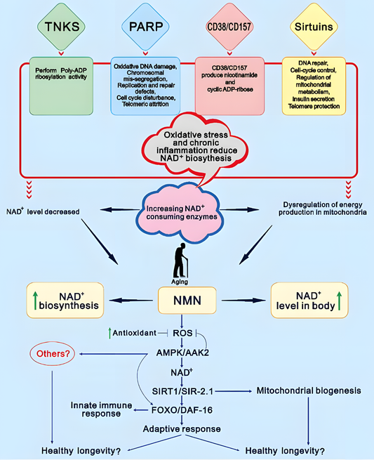 What Is NMN? The Ultimate Guide to Longevity, Energy & Why Longevana NMN Is the Purest Choice