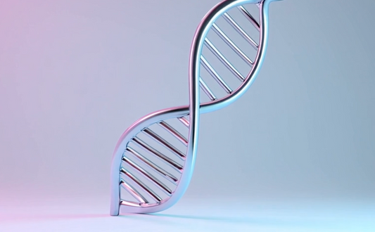 Illustration of sirtuin proteins regulating DNA repair and cellular aging processes