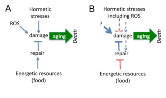 Illustration of hormesis concept showing how controlled stressors like exercise, fasting, and cold exposure trigger cellular repair and longevity pathways